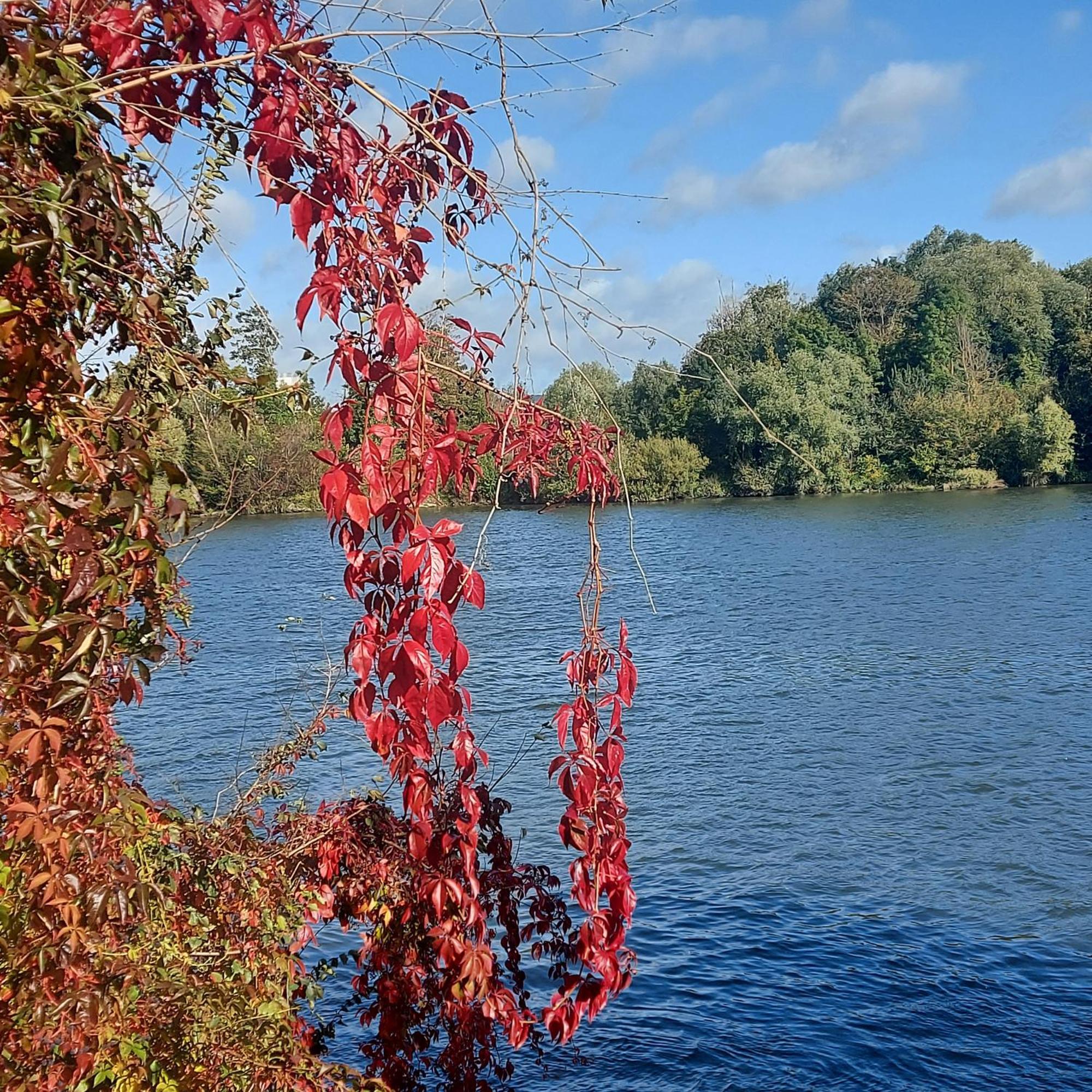 Les Seringats Poissy Esterno foto